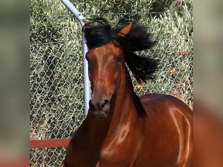 Andaluso Castrone 5 Anni 156 cm Baio in Pruna