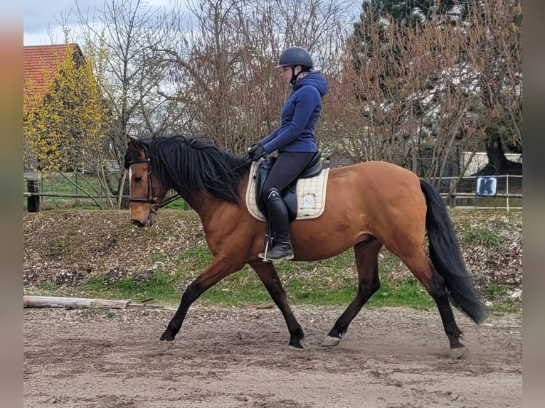 Andaluso Mix Castrone 5 Anni 156 cm Baio in Karlshuld