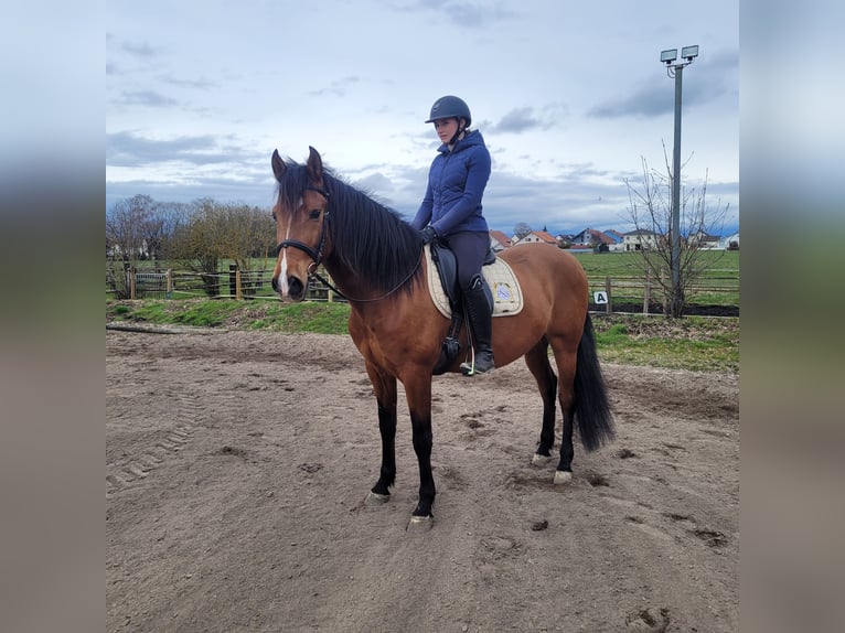 Andaluso Mix Castrone 5 Anni 156 cm Baio in Karlshuld