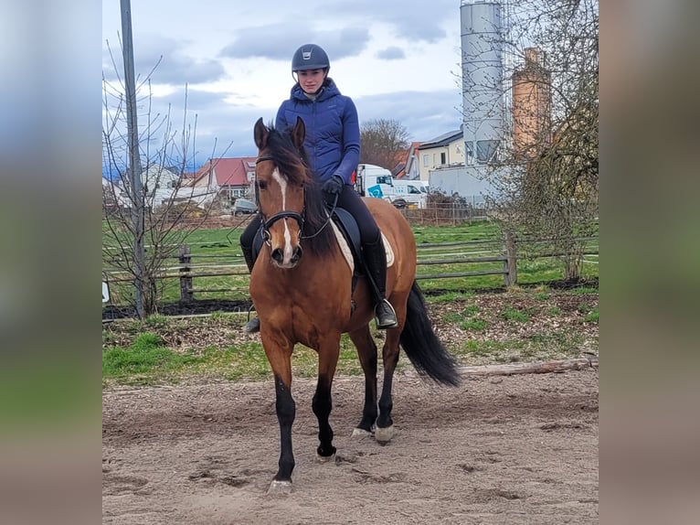 Andaluso Mix Castrone 5 Anni 156 cm Baio in Karlshuld