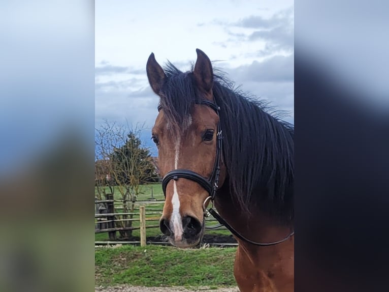 Andaluso Mix Castrone 5 Anni 156 cm Baio in Karlshuld