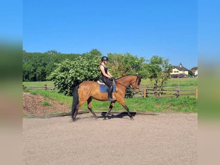 Andaluso Mix Castrone 5 Anni 156 cm Baio in Karlshuld