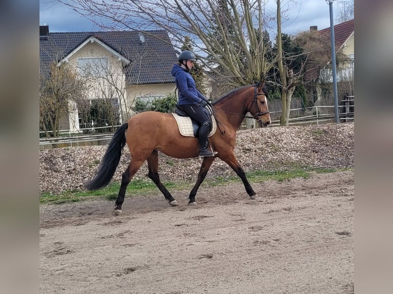 Andaluso Mix Castrone 5 Anni 156 cm Baio in Karlshuld