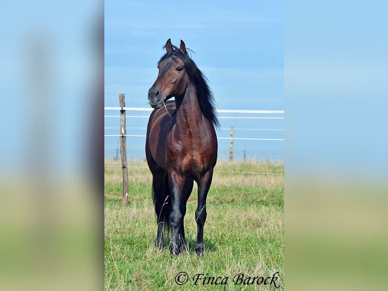 Andaluso Castrone 5 Anni 156 cm Baio nero in Wiebelsheim Andaluso Castrone 5 Anni 156 cm Baio nero in Wiebelsheim