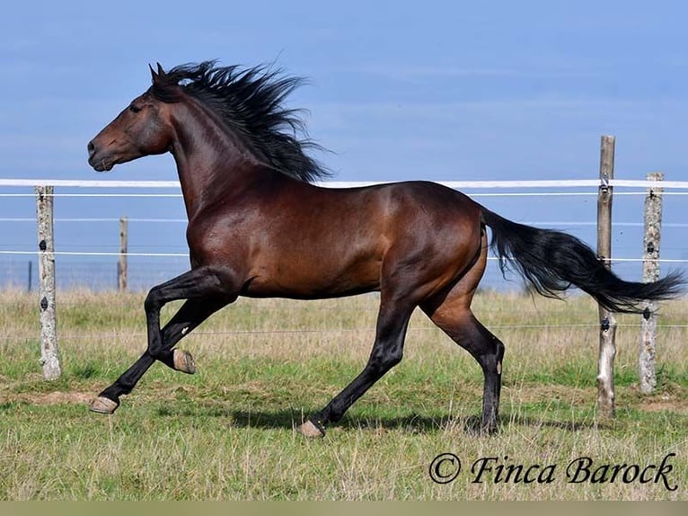 Andaluso Castrone 5 Anni 156 cm Baio nero in Wiebelsheim Andaluso Castrone 5 Anni 156 cm Baio nero in Wiebelsheim