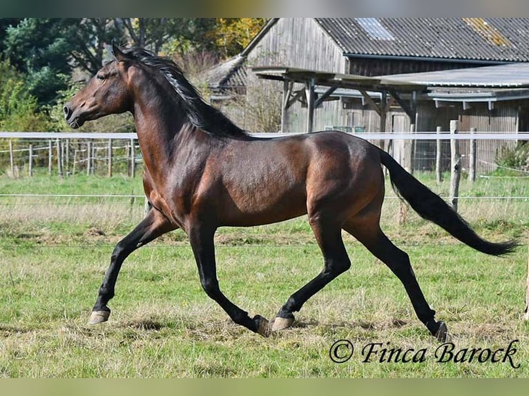 Andaluso Castrone 5 Anni 156 cm Baio nero in Wiebelsheim Andaluso Castrone 5 Anni 156 cm Baio nero in Wiebelsheim