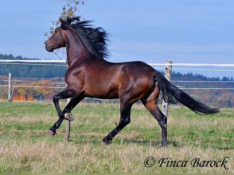Andaluso Castrone 5 Anni 156 cm Baio nero in Wiebelsheim Andaluso Castrone 5 Anni 156 cm Baio nero in Wiebelsheim