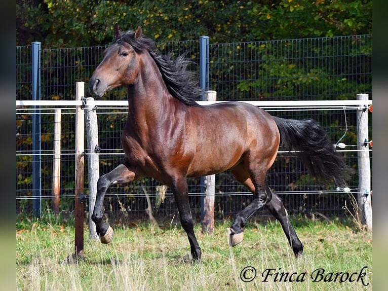 Andaluso Castrone 5 Anni 156 cm Baio nero in Wiebelsheim