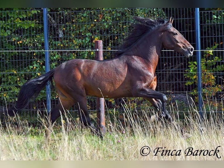 Andaluso Castrone 5 Anni 156 cm Baio nero in Wiebelsheim