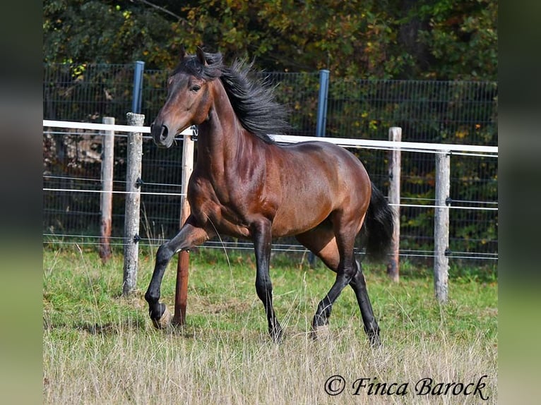 Andaluso Castrone 5 Anni 156 cm Baio nero in Wiebelsheim