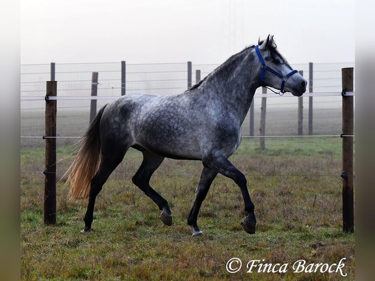 Andaluso Castrone 5 Anni 156 cm Grigio in Wiebelsheim