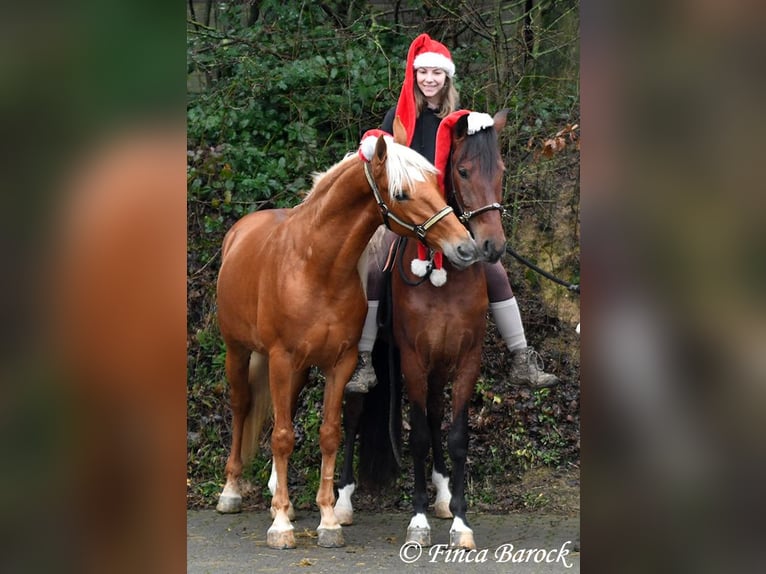 Andaluso Castrone 5 Anni 156 cm Palomino in Wiebelsheim