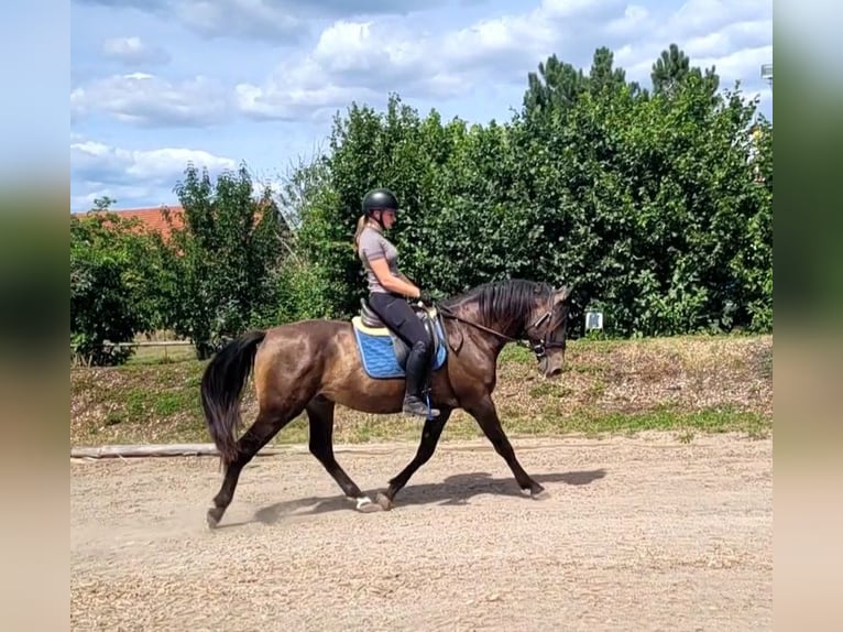 Andaluso Mix Castrone 5 Anni 156 cm Pelle di daino in Karlshuld