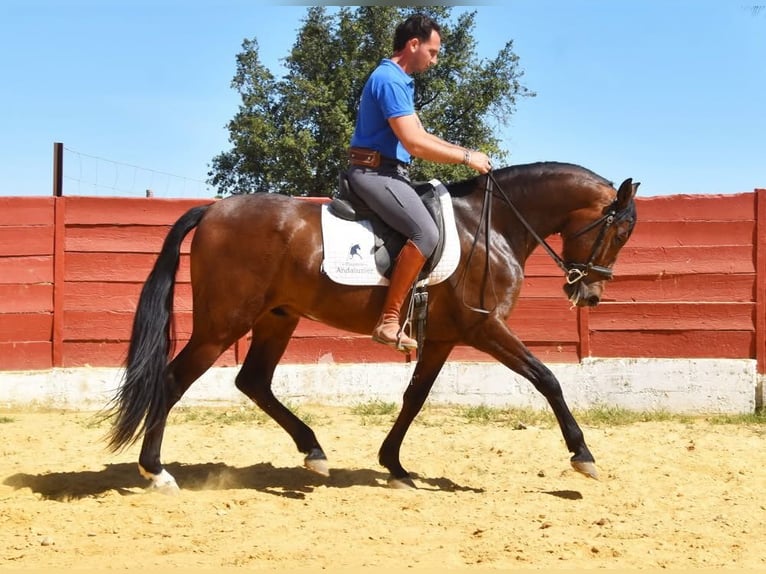 Andaluso Castrone 5 Anni 157 cm Baio in Provinz Cordoba