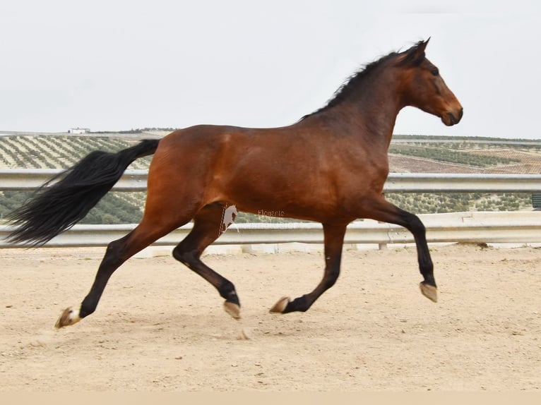 Andaluso Castrone 5 Anni 157 cm Baio in Provinz Cordoba