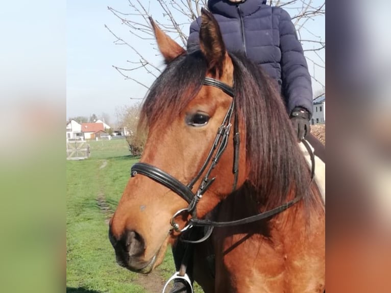 Andaluso Mix Castrone 5 Anni 157 cm Baio in Karlshuld