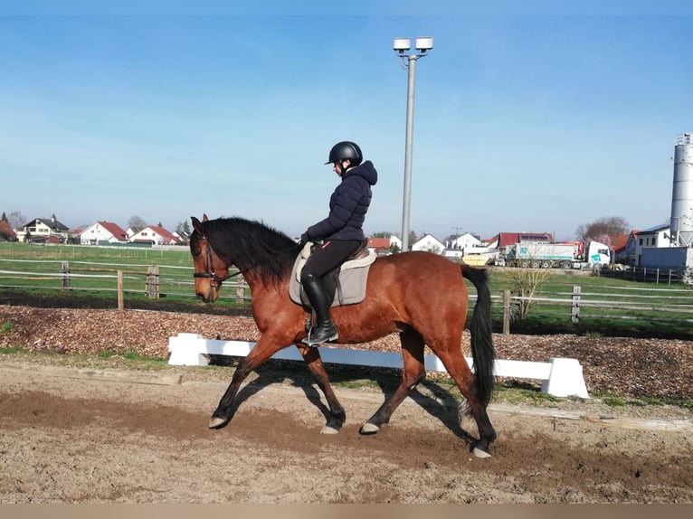 Andaluso Mix Castrone 5 Anni 157 cm Baio in Karlshuld