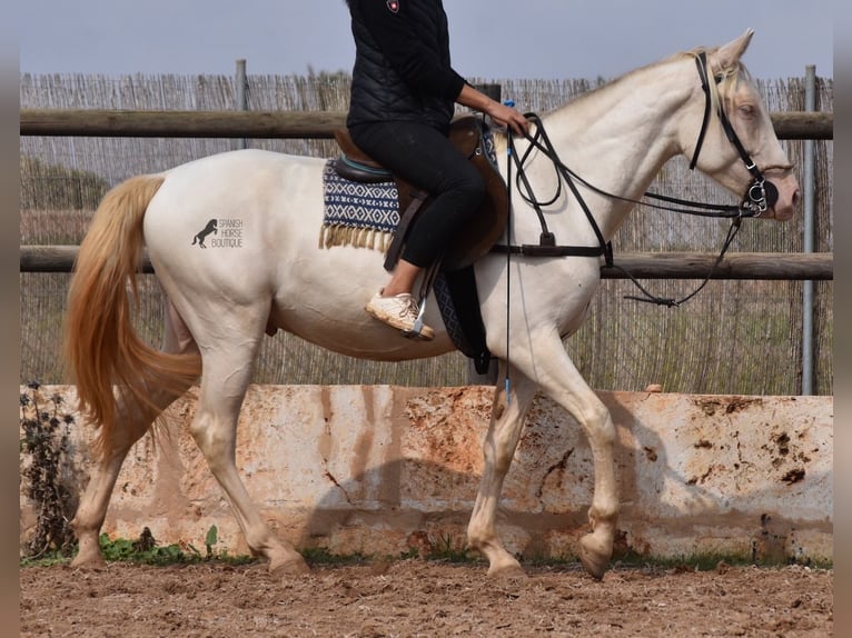 Andaluso Castrone 5 Anni 157 cm Cremello in Mallorca