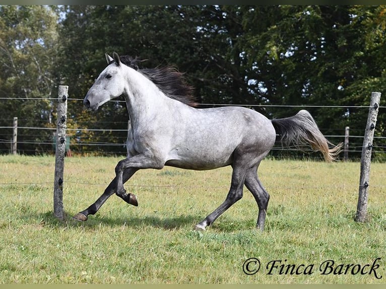 Andaluso Castrone 5 Anni 157 cm Grigio in Wiebelsheim