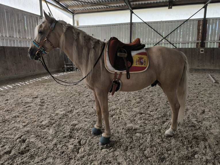 Andaluso Mix Castrone 5 Anni 157 cm Palomino in Überlingen