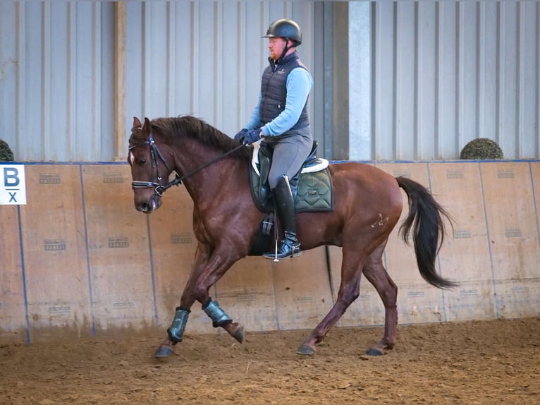 Andaluso Castrone 5 Anni 157 cm Sauro scuro in Neustadt (Wied)