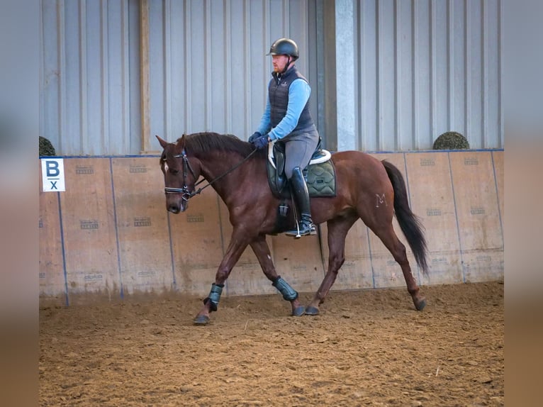 Andaluso Castrone 5 Anni 157 cm Sauro scuro in Neustadt (Wied)