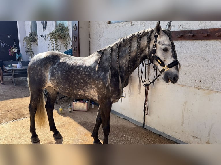 Andaluso Mix Castrone 5 Anni 158 cm Grigio pezzato in Medulin