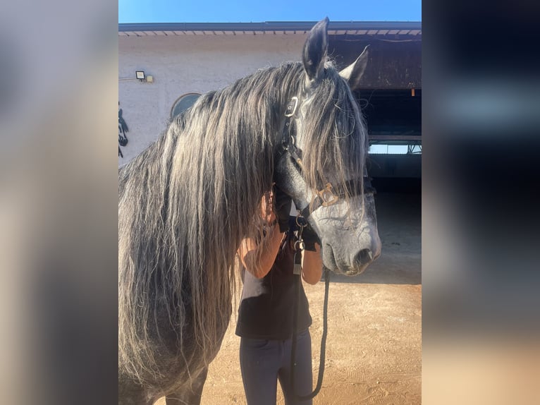 Andaluso Mix Castrone 5 Anni 158 cm Grigio pezzato in Medulin