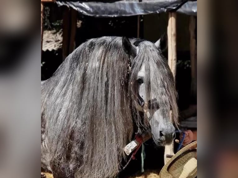 Andaluso Mix Castrone 5 Anni 158 cm Grigio pezzato in Medulin