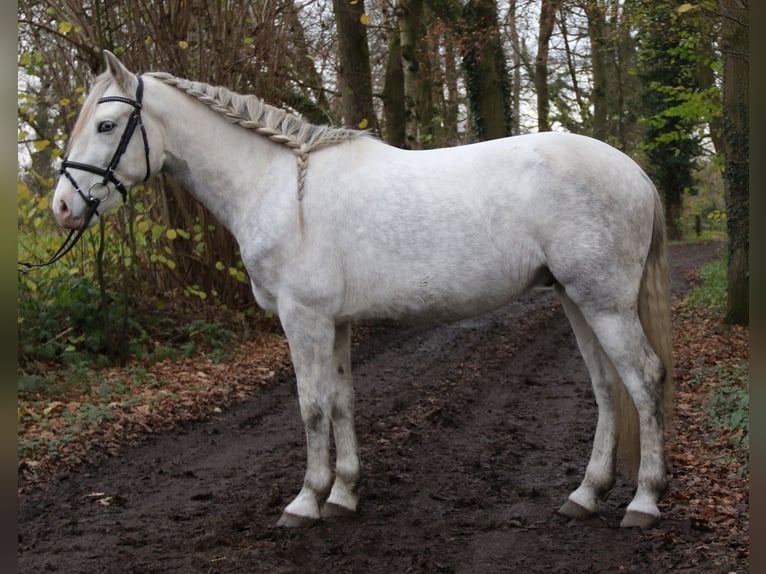 Andaluso Castrone 5 Anni 158 cm Grigio pezzato in Nettetal