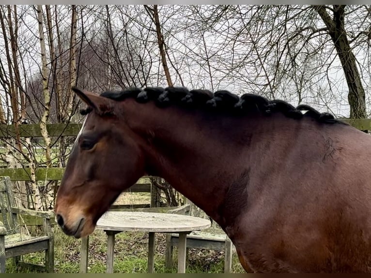 Andaluso Castrone 5 Anni 159 cm Baio scuro in Barneveld