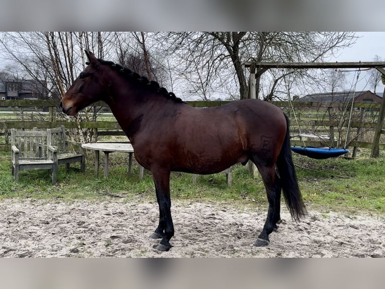 Andaluso Castrone 5 Anni 159 cm Baio scuro in Barneveld