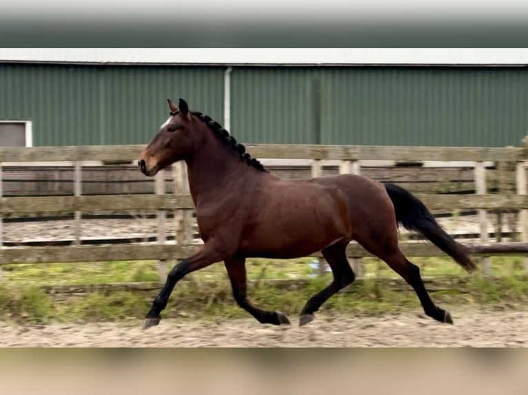 Andaluso Castrone 5 Anni 159 cm Baio scuro in Barneveld