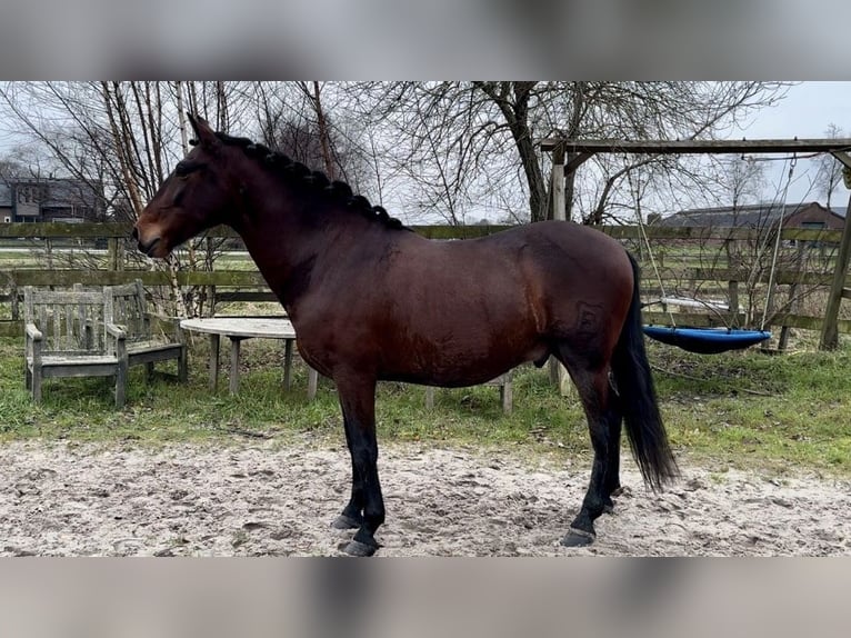 Andaluso Castrone 5 Anni 159 cm Baio scuro in Barneveld