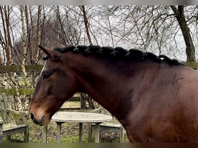 Andaluso Castrone 5 Anni 159 cm Baio scuro in Barneveld