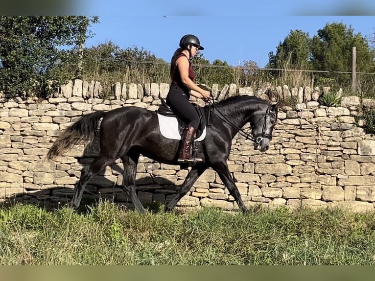 Andaluso Castrone 5 Anni 159 cm Grigio in Aubais