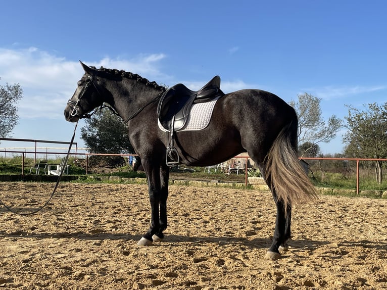 Andaluso Castrone 5 Anni 159 cm Grigio in Aubais