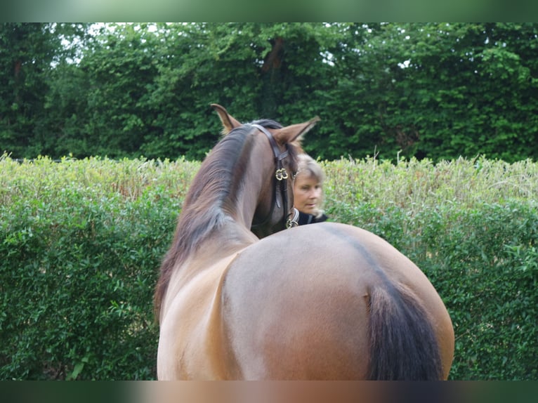 Andaluso Castrone 5 Anni 160 cm Baio in Sønderborg