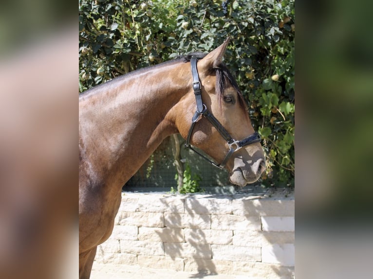 Andaluso Castrone 5 Anni 160 cm Falbo in Krumbach