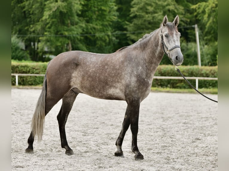 Andaluso Castrone 5 Anni 160 cm Leardo in Neustadt (Wied)