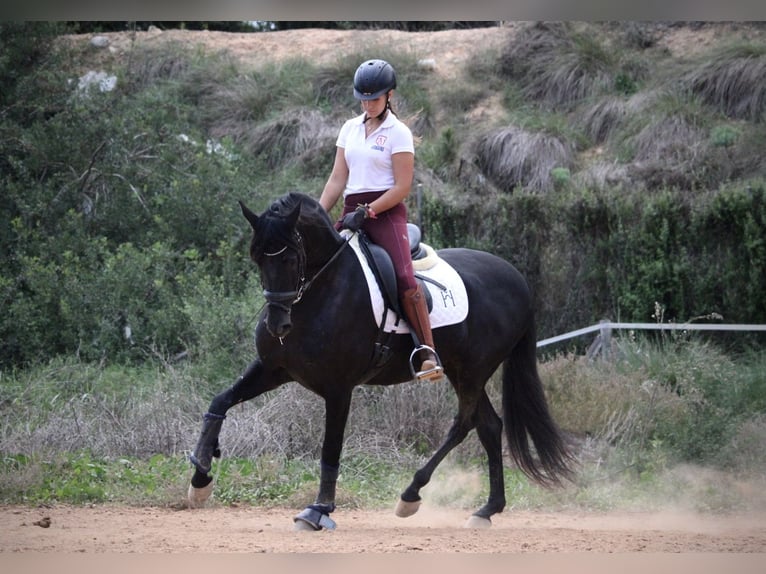 Andaluso Castrone 5 Anni 161 cm Morello in Valencia