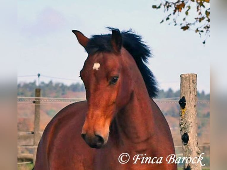 Andaluso Castrone 5 Anni 162 cm Baio in Wiebelsheim