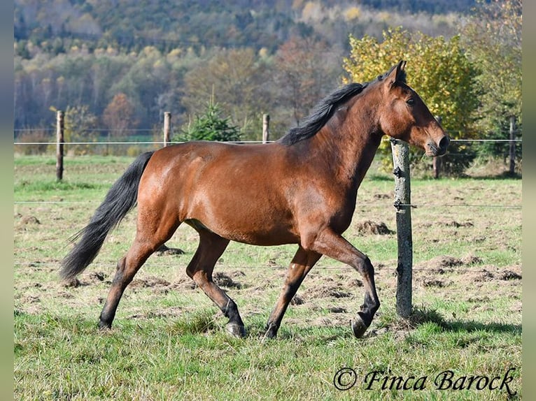 Andaluso Castrone 5 Anni 162 cm Baio in Wiebelsheim