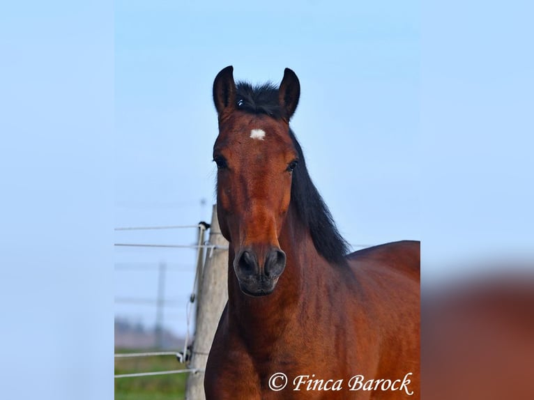 Andaluso Castrone 5 Anni 162 cm Baio in Wiebelsheim