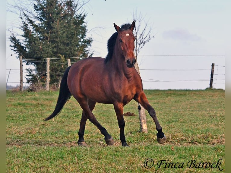 Andaluso Castrone 5 Anni 162 cm Baio in Wiebelsheim