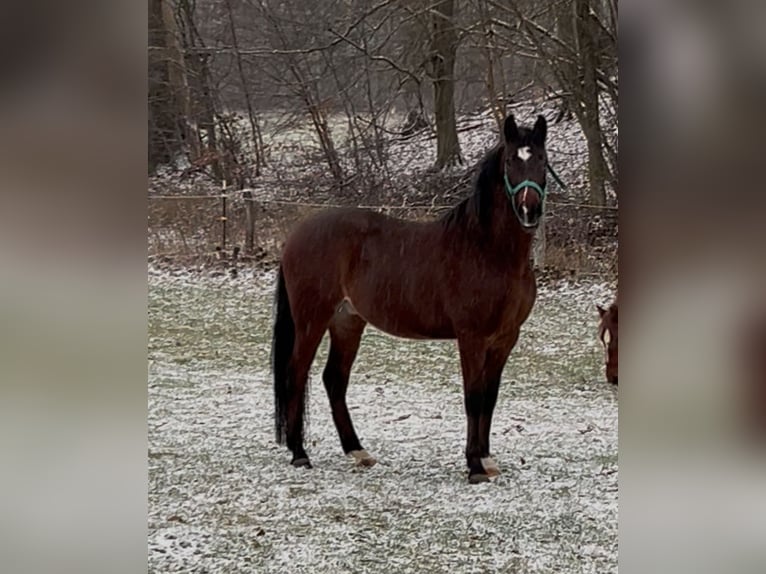 Andaluso Castrone 5 Anni 162 cm Baio scuro in Osterode am Harz