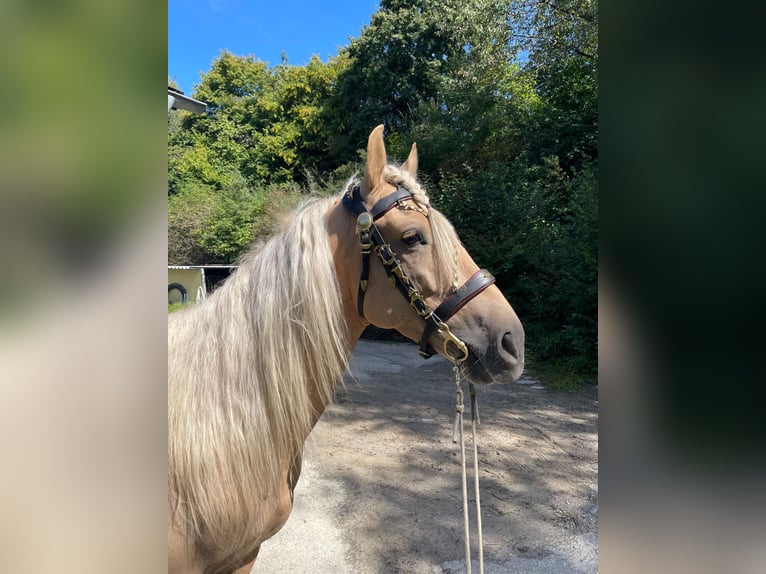 Andaluso Castrone 5 Anni 162 cm Palomino in Überlingen