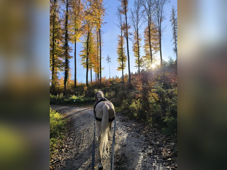 Andaluso Castrone 5 Anni 162 cm Palomino in Überlingen