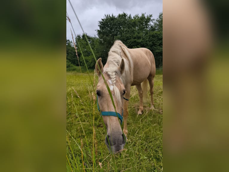 Andaluso Castrone 5 Anni 162 cm Palomino in Überlingen