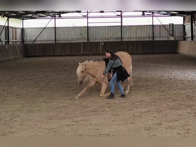 Andaluso Castrone 5 Anni 162 cm Palomino in Überlingen